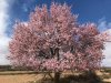 An incredibly beautiful Almond Tree in full blossom, seen in Teruel in Spain.